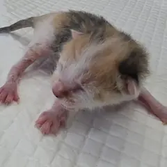 강화군 검은색흰색황토색조합 한국 고양이 암컷