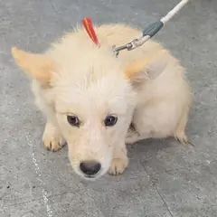 강화군 흰색 믹스견 암컷