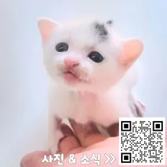 강화군 흰색/검은색 얼룩무늬 한국 고양이 암컷