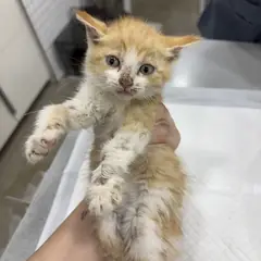 강화군 레몬색&흰색 한국 고양이 암컷