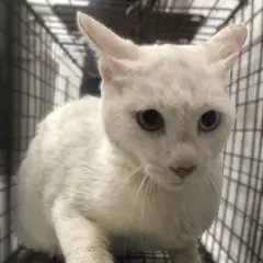 강화군 흰색 한국 고양이 수컷