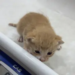 강화군 레몬색&흰색 한국 고양이 수컷