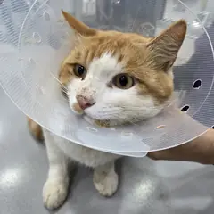 강화군 레몬색&흰색 한국 고양이 수컷