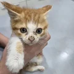 강화군 레몬색&흰색 한국 고양이 수컷