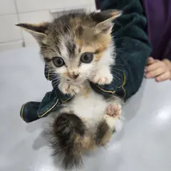강화군 검은색흰색황토색조합 한국 고양이 암컷