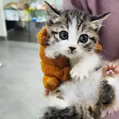 강화군 검은색흰색황토색조합 한국 고양이 암컷