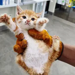 강화군 레몬색&흰색 한국 고양이 암컷