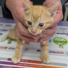 강화군 레몬색&흰색 한국 고양이 수컷