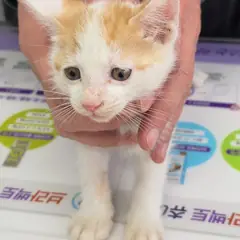 강화군 레몬색&흰색 한국 고양이 암컷