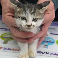 강화군 기타(검은줄무늬) 한국 고양이 수컷