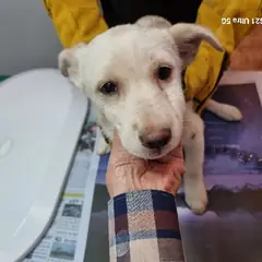 옹진군 흰색 믹스견 수컷