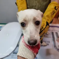 옹진군 흰색 믹스견 암컷