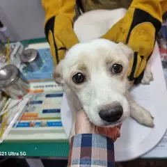옹진군 엷은 황갈색&흰색 믹스견 암컷