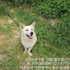 동구 갈색&흰색 믹스견 암컷