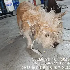 동구 갈색&흰색 믹스견 암컷