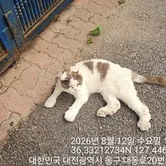 동구 기타(회백) 스코티시폴드 수컷