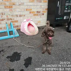 동구 쵸콜릿색 푸들 성별 미상
