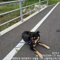 동구 갈색&검정 믹스견 수컷