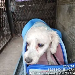 동구 흰색 말티즈 성별 미상