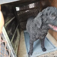 동구 검정색 푸들 암컷