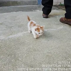 동구 검은색흰색황토색조합 한국 고양이 수컷