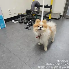 동구 하얀바탕에 한가지색 또는 두가지색의 명확한 반점 포메라니안 수컷
