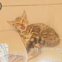 중구 기타(흑황) 한국 고양이 성별 미상