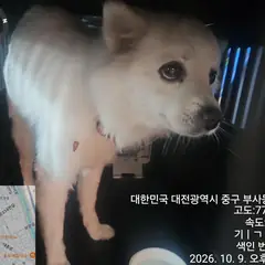 중구 흰색 믹스견 암컷