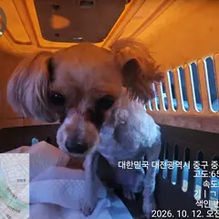 중구 흰색 말티즈 암컷