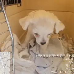 중구 흰색 믹스견 수컷