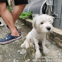 서구 흰색 말티즈 수컷