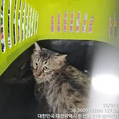 서구 기타(흑회색) 노르웨이 숲 수컷