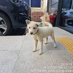 서구 흰색 믹스견 암컷