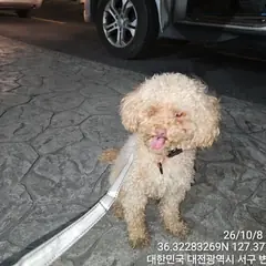 서구 갈색 푸들 수컷