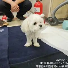 서구 흰색 말티즈 암컷
