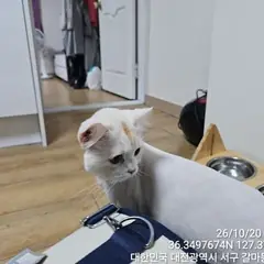 서구 흰색 터키시 앙고라 수컷