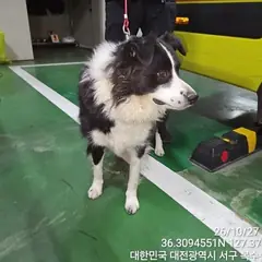 서구 검정&흰색 보더 콜리 수컷
