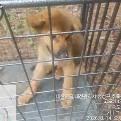 유성구 기타(황백) 믹스견 암컷
