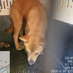 유성구 노란색 믹스견 수컷