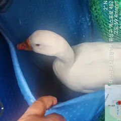 유성구 기타(백색) 기타축종 성별 미상