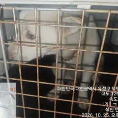 유성구 흰색 진도견 성별 미상