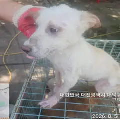 대덕구 흰색 말티즈 수컷