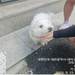 대덕구 흰색 비숑 프리제 암컷