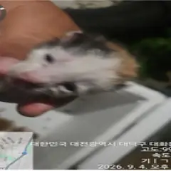 대덕구 검은색흰색황토색조합 한국 고양이 성별 미상