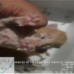 대덕구 검은색흰색황토색조합 한국 고양이 성별 미상
