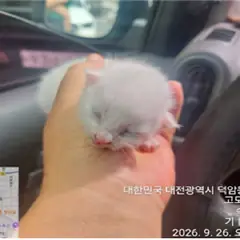 대덕구 흰색 한국 고양이 성별 미상