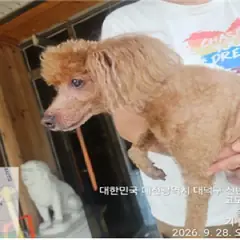 대덕구 붉고 엷은 황갈색 푸들 수컷