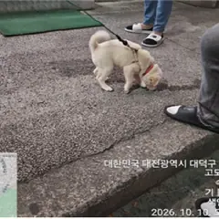 대덕구 흰색 믹스견 암컷