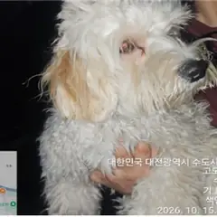 대덕구 흰색&황갈색 믹스견 수컷