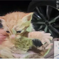 대덕구 기타(황색) 한국 고양이 성별 미상